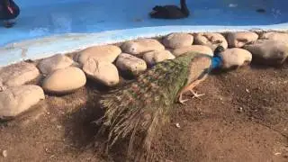 Animals rescued at Applegate Park Zoo