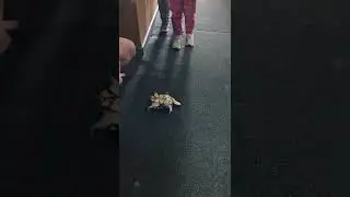 turtle flips itself