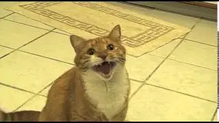 my cat