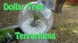 DOLLAR TREE TERRARIUMS | AIR PLANTS AND SUCCULENTS