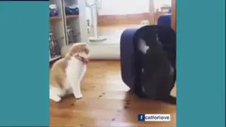 Amazing New Cat Powered Engine !!! LOL