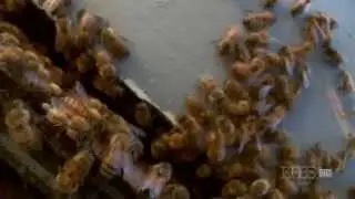 Nature Documentary HD  Silence of the Bees