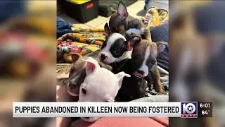 Six Killeen, Texas, puppies rescued from freezing conditions now thriving in foster care