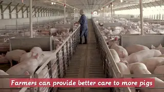 Why Do Pigs Live in Barns?