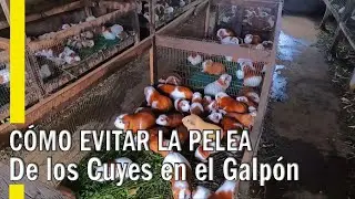 POR QUÉ SE PELEAN LOS CUYES