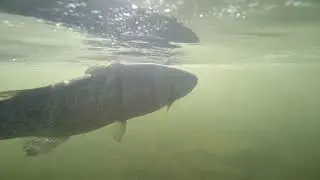 Fly Fishing Beavers Bend