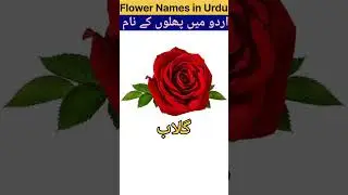 Flowers Names in Urdu/ أردو میں پھلوں کے نام/how to learn Flowers Names in Urdu @Urdu Maddarsa