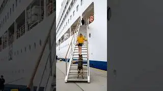 K9 Dog Stops Bomb Explosion on Cruise Ship  Emotional Rescue Story - Saves Hundred of Lives