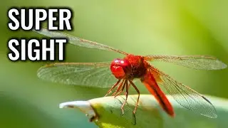 Dragonfly: How Its Hyper-Reflexes Make It Untouchable