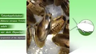 Blaberus atropus Trinidad (Totenkopfschaben) Versandvorbereitung -insektenexpress-