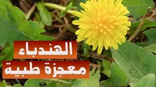 إذا رأيت نبات  الهندباء بأي مكان احضره  الى منزلك فوائد  الهندباء كنز يجهله كثيرون وماذا يفعل بجسمك