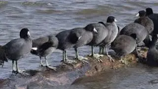 Male Common Teal and Common Coots Sound