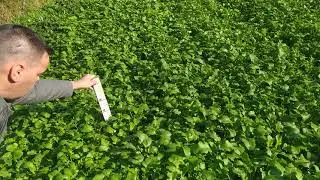 Сидераты. Siderates. Mustard is white. Горчица белая. Месяц после посева.