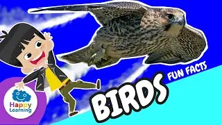 🐦 Fun Facts About Birds | Educational Videos for Children | @HappyLearningENG