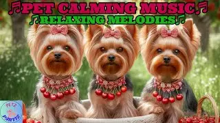 RELAX & DE-STRESS YOUR DOGS!🤗🐩Keep Your Adorable Pets🍬Sweet in 🍒&rdquo;National Cherry Month&rdquo;🍒U.S🇺🇸