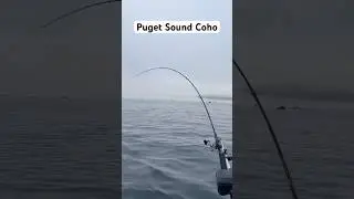 Puget Sound Coho/Silver Salmon Fishing #limits #trolling #catching #area9 #area82 #mukilteo #edmonds