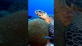 4 Days, 9 Epic Dives &ndash; Your Ultimate Philippines Dive Adventure!