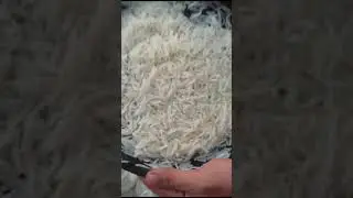 Premium 1509 Steam Basmati Rice