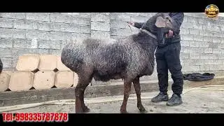 QO'YLAR ZINZMA ZINZ