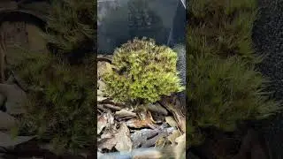 I have created new life #terrarium #isopod #isopods