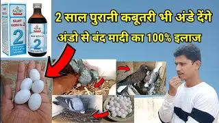 2 साल पुरानी कबूतरी अंडे देंगी /अंडो से बंद मादी का % इलाज Pigeon Egg Problem