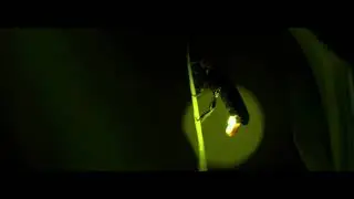 Spring Firefly - Spring Vibes