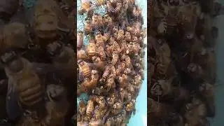 #shorts#small#swram #bee