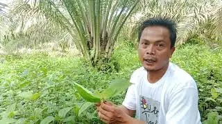 Senduduk Bulu (Clidemia Hirta) Waspada terhadap gulma ini ‼️‼️