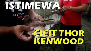 CICIT THOR KENWOOD, MASIH PIYIK DITAWAR 10 JUTA