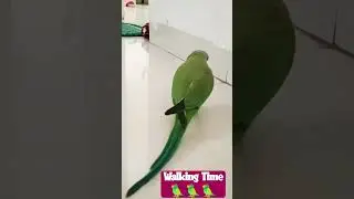 Talking Parrot...Baby on walk🦜😃#youtubeshorts #trendingshorts #trending #talkingparrot #bird