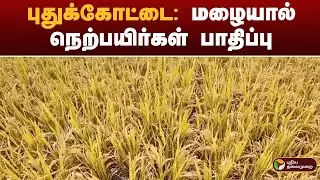 Pudukottai: Paddy crops affected by rain | farmer | pudukottai