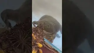 budget frog vs Snapping Turtle