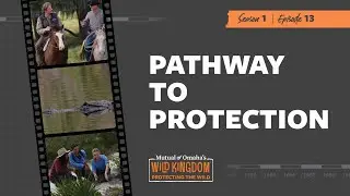 Pathway to Protection Clip | Mutual of Omaha's Wild Kingdom Protecting the Wild
