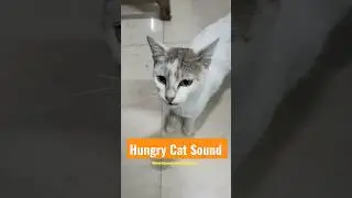 Hungry Cat Sound #shorts #cat #sound