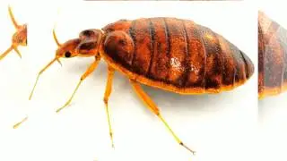 Environmental Pest Management - Pest Control Columbus, OH