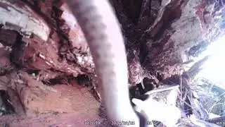 Brown Snake Camera Trap Footage