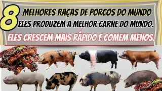 8 raças de suínos produtores de carne que crescem rapidamente e geram mais lucro em todo o mundo..