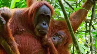 Voice For The Planet - add your voice