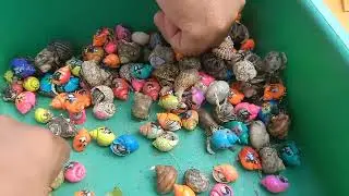 Catch puffer fish and hermit crabs, snails, slugs, eels, crabs, sea fish, sharks, starfish, fish
