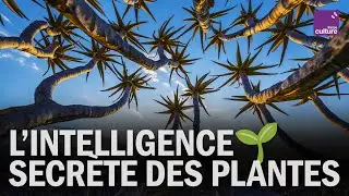 L&rsquo;intelligence secr&egrave;te des plantes