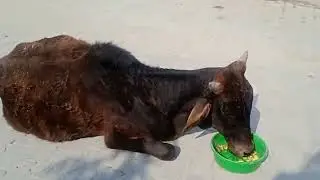 Gau Mata #cow #gauseva #animals #cowvideo #cowvideos  #goldenretriever