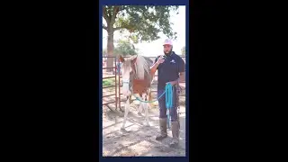 Tips for First Time Horse Owners #7
