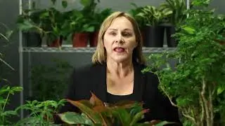 How to Protect Tropical Plants in Winter