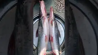 আইড় মাছ ॥ Long-Whiskered Catfish #shorts
