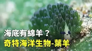 海底有綿羊？奇特海洋生物  葉羊 - 海洋生物 - 國際新聞