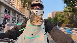 The big fat cat with milk tea is out#Pet vlog#Take a cat out#Motorcycle kitten milk tea#Ev