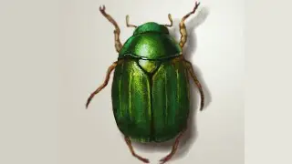 Digital Painting of an Insect