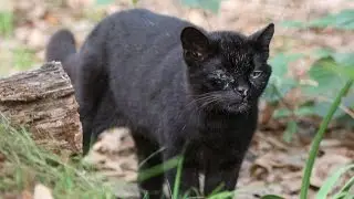 Nico Geoffroy Cat Christmas 2014