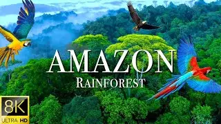 Amazon Rainforest in 4K | World's Largest Rainforest |  Amazon Forest |  Amazon Animals
