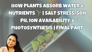How Plants Absorb Water & Nutrients 🌱  Salt Stress, Soil pH, Ion Availability & Photosynthesis  fin
